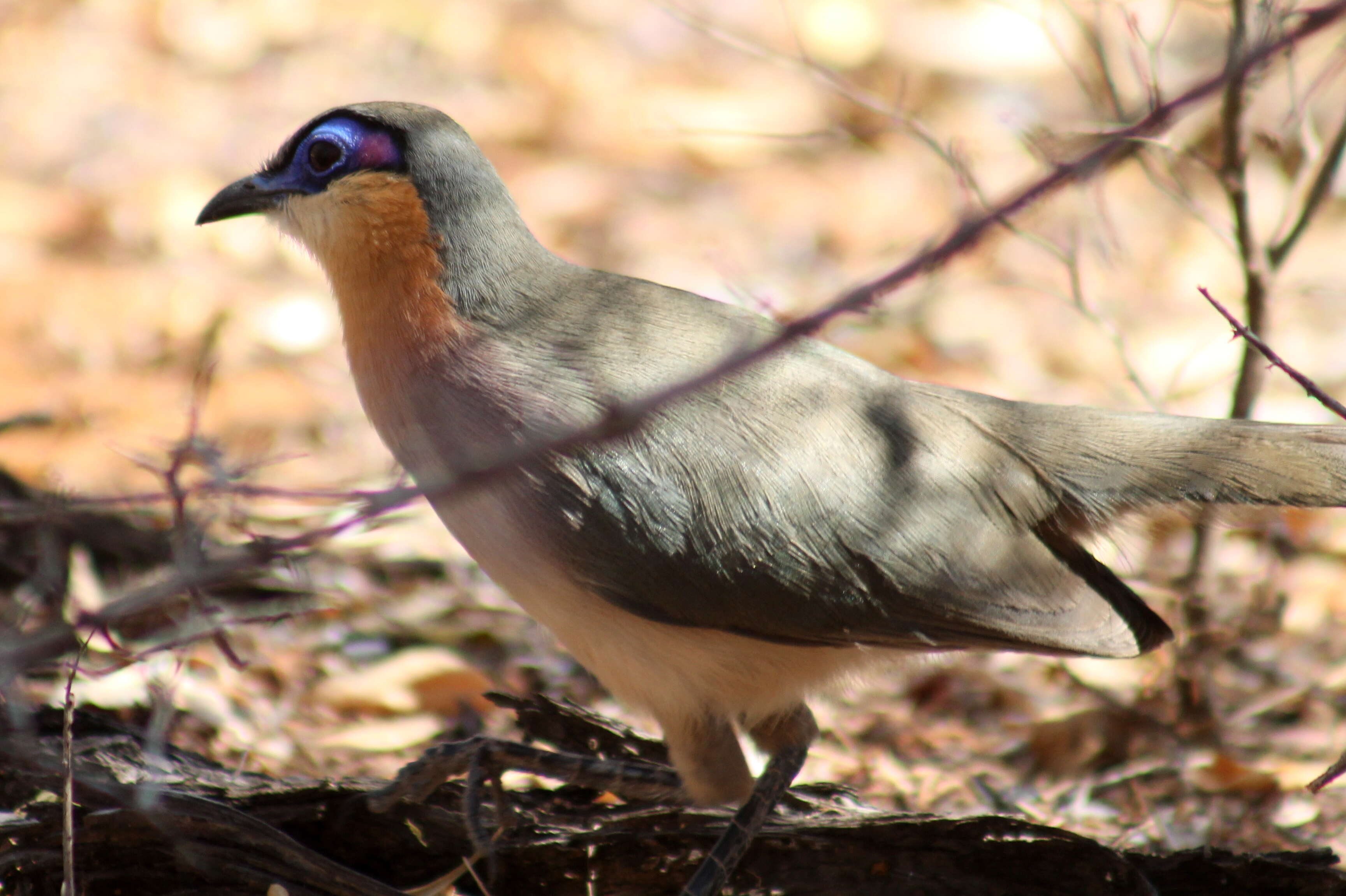 Image of Coua Schinz 1821