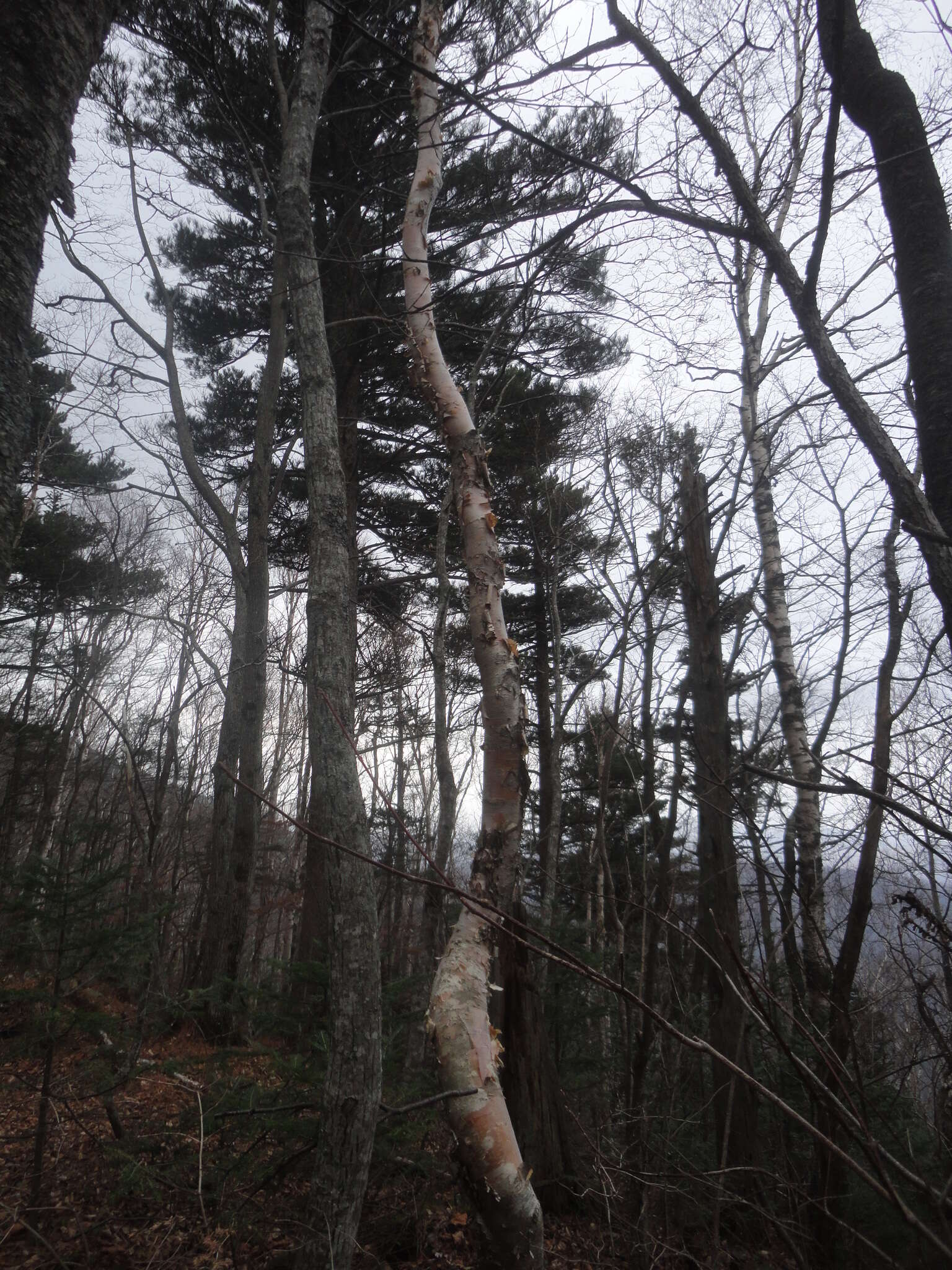 Image of Betula costata Trautv.