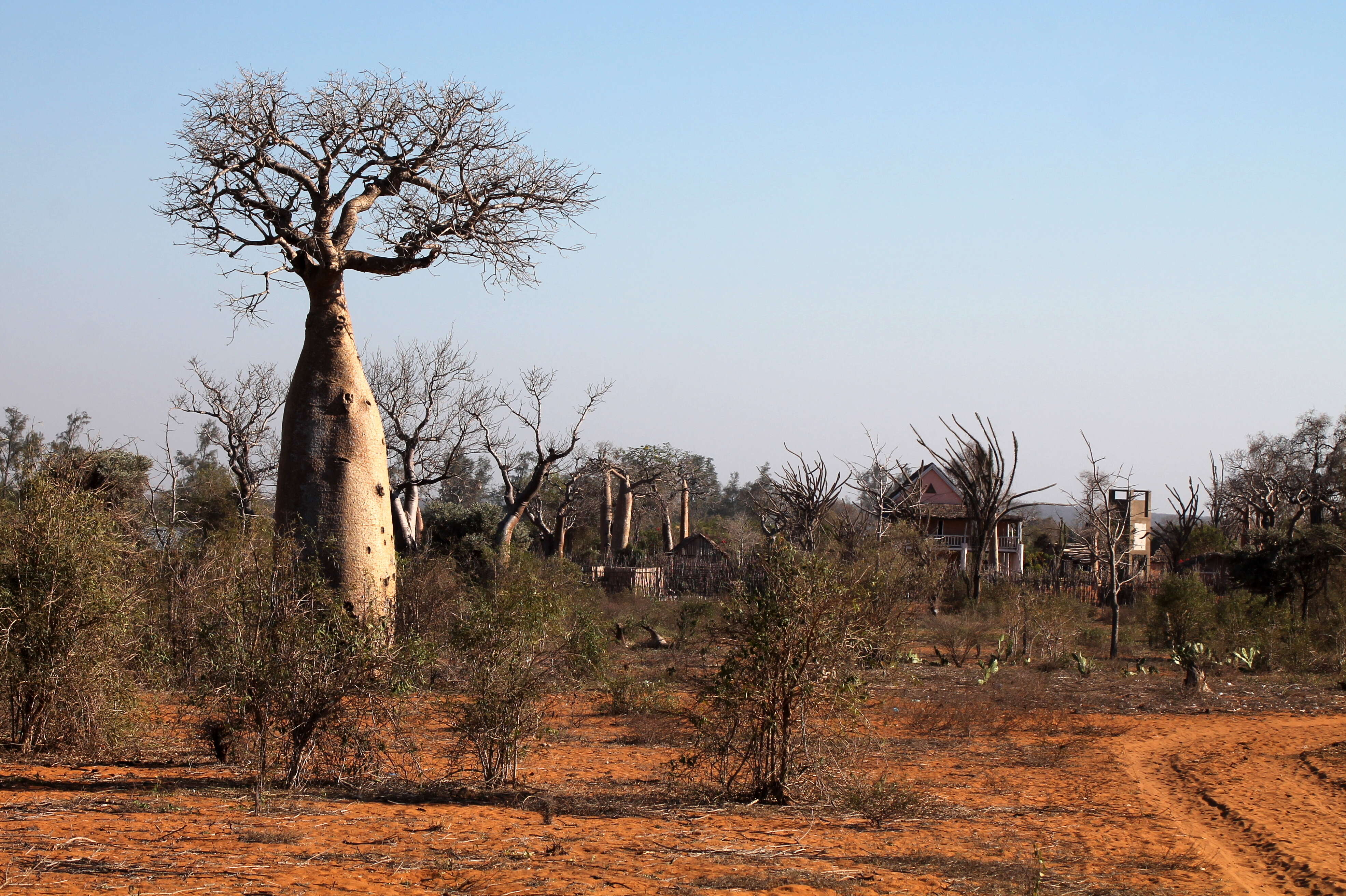 Image of Fony baobab