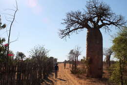 Image of Fony baobab