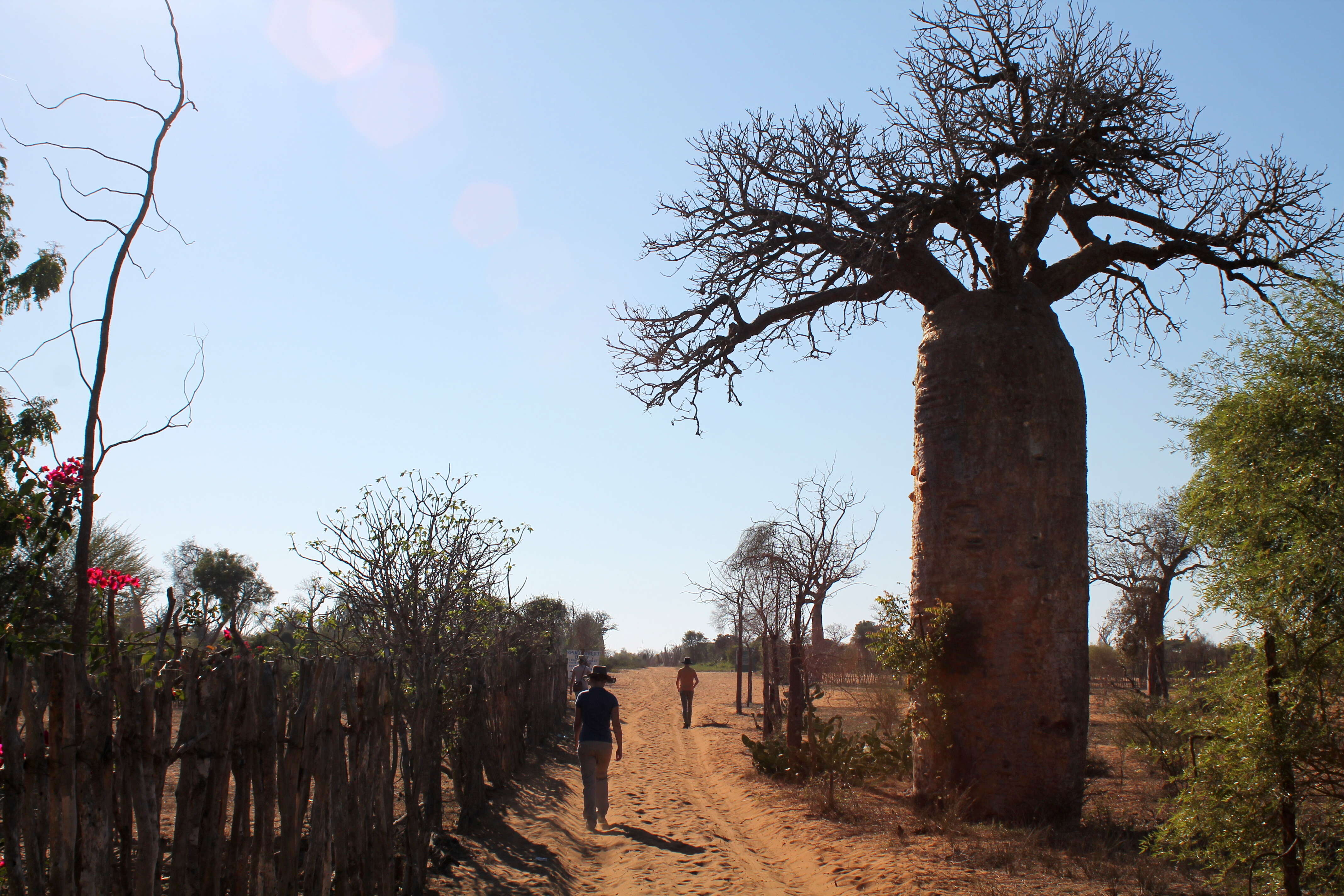 Image of Fony baobab