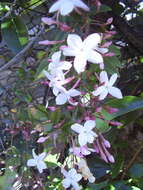 Image of pink jasmine