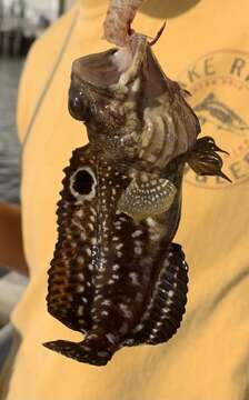 Image of Spotfin jawfish