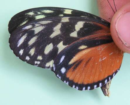 Image of Heliconius hecale zuleika