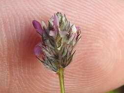 Plancia ëd Dalea filiformis A. Gray