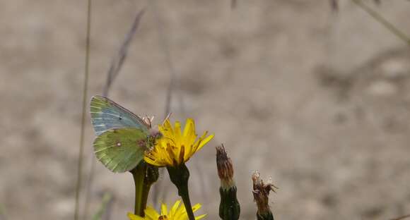 Imagem de Colias phicomone (Esper 1780)