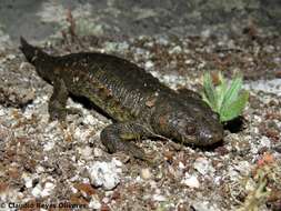 Image of Sharp-ribbed Salamander