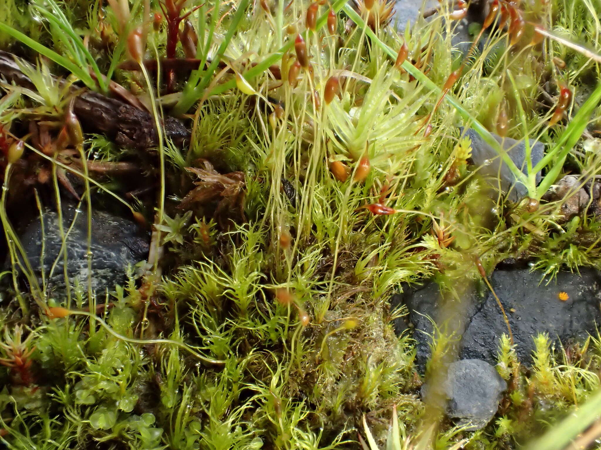 Image of ditrichum moss