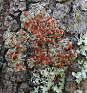 Image of Ramboldia russula (Ach.) Kalb, Lumbsch & Elix