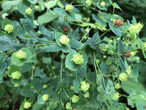 Image of Euphorbia squamosa Willd.