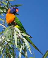 Image of Red-collared Lorikeet