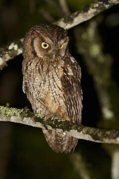 Image of Black-capped Screech Owl