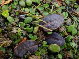 Rumex neglectus T. Kirk resmi