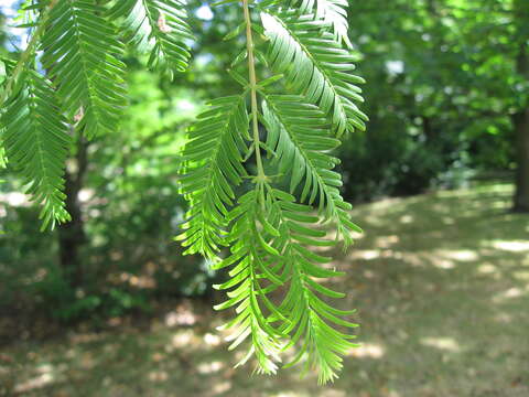 Image of dawn redwood