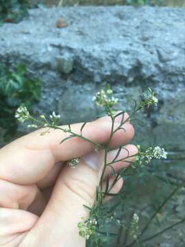 Image of grassleaf pepperweed