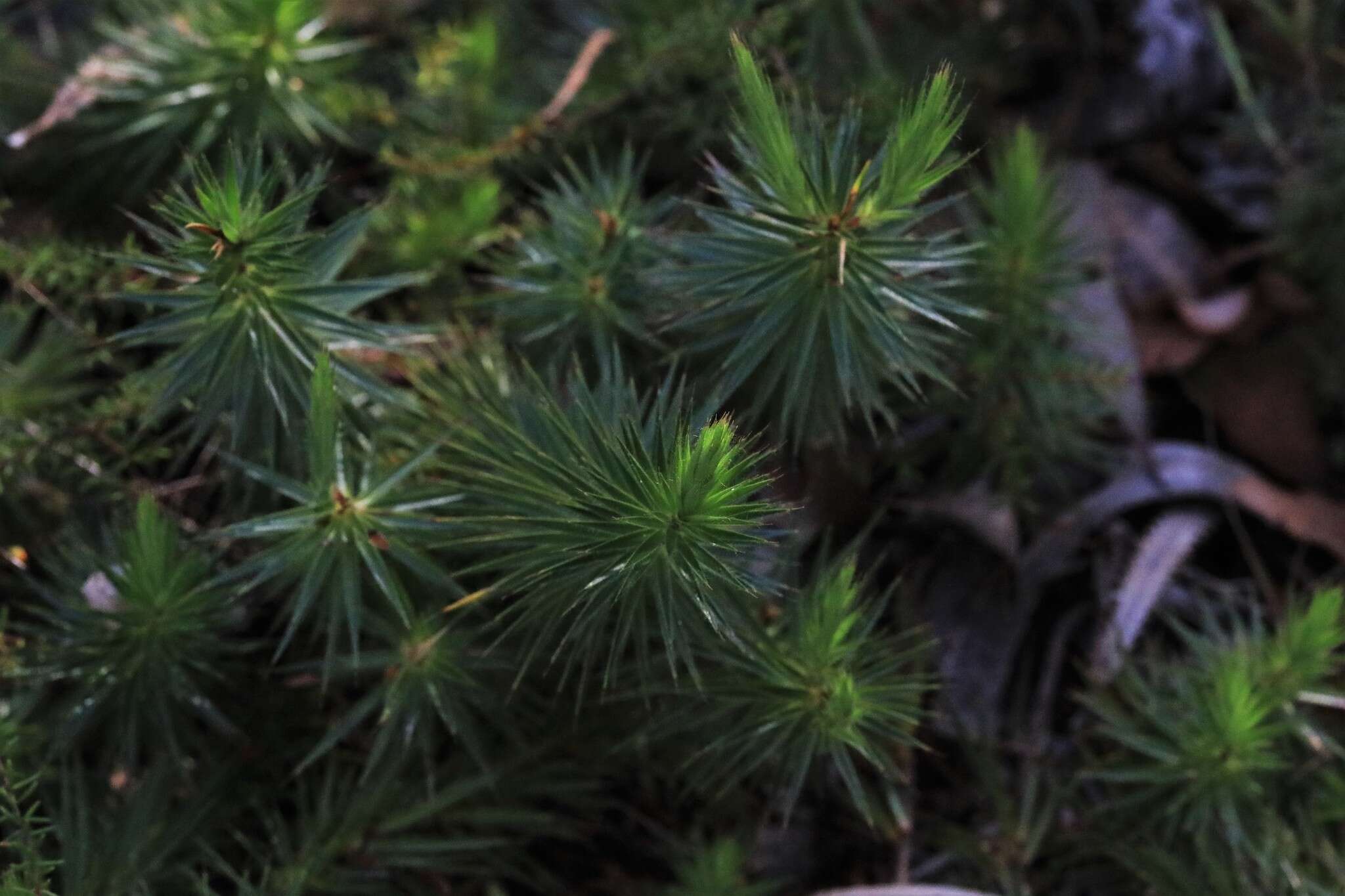 Imagem de Melichrus procumbens (Cav.) Druce