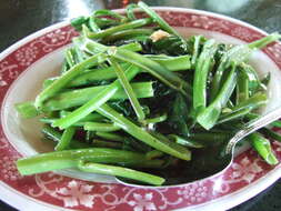 Image of kangkung