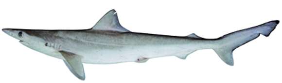 Image of Australian Sharpnose Shark