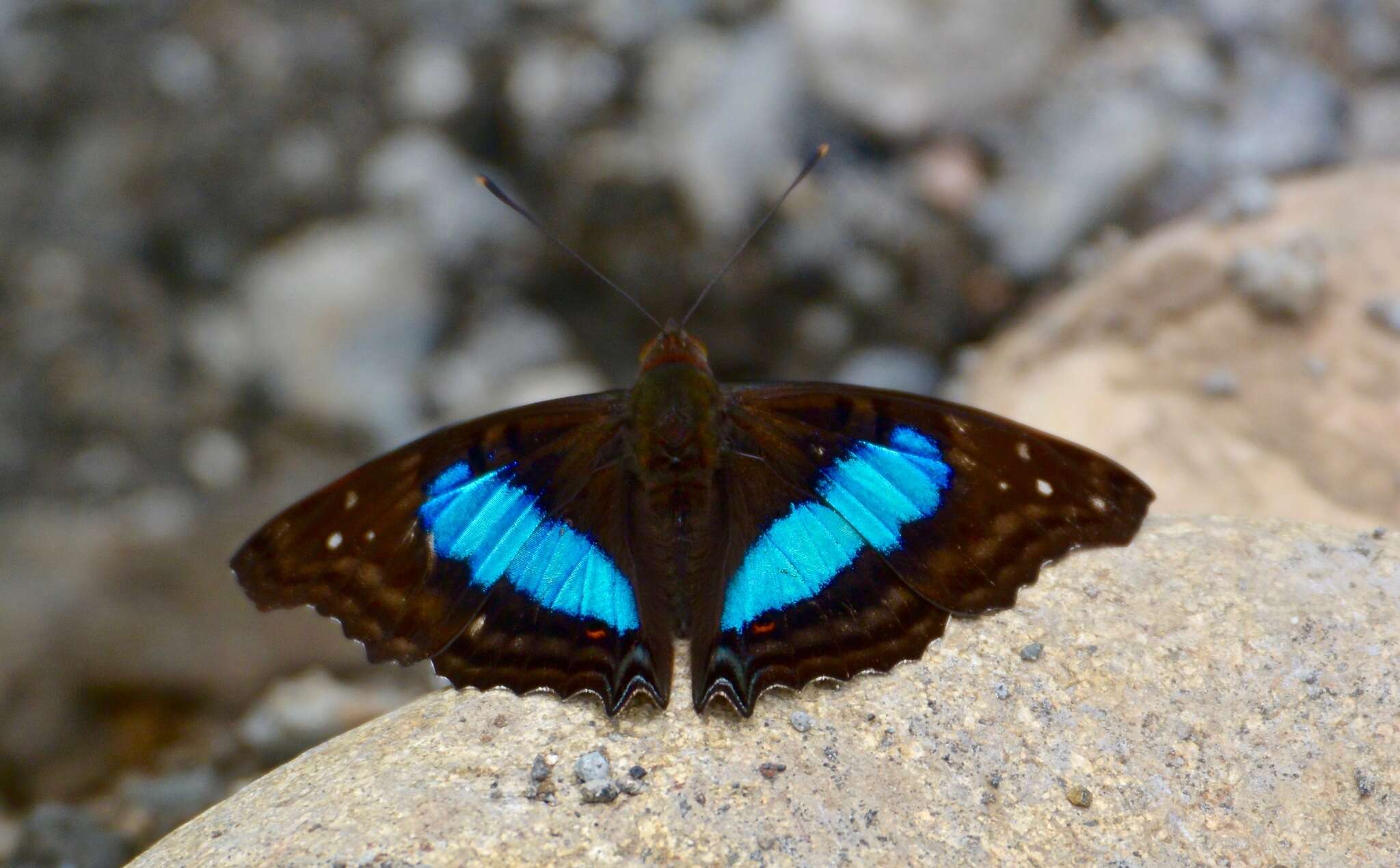 Imagem de Doxocopa laurentia Godart 1823