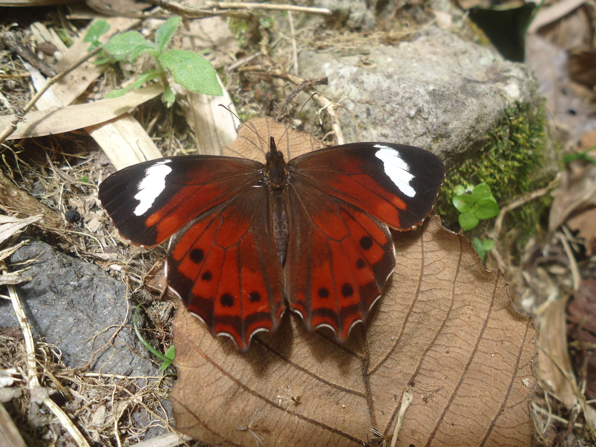 Image of Lasiophila prosymna Hewitson 1857