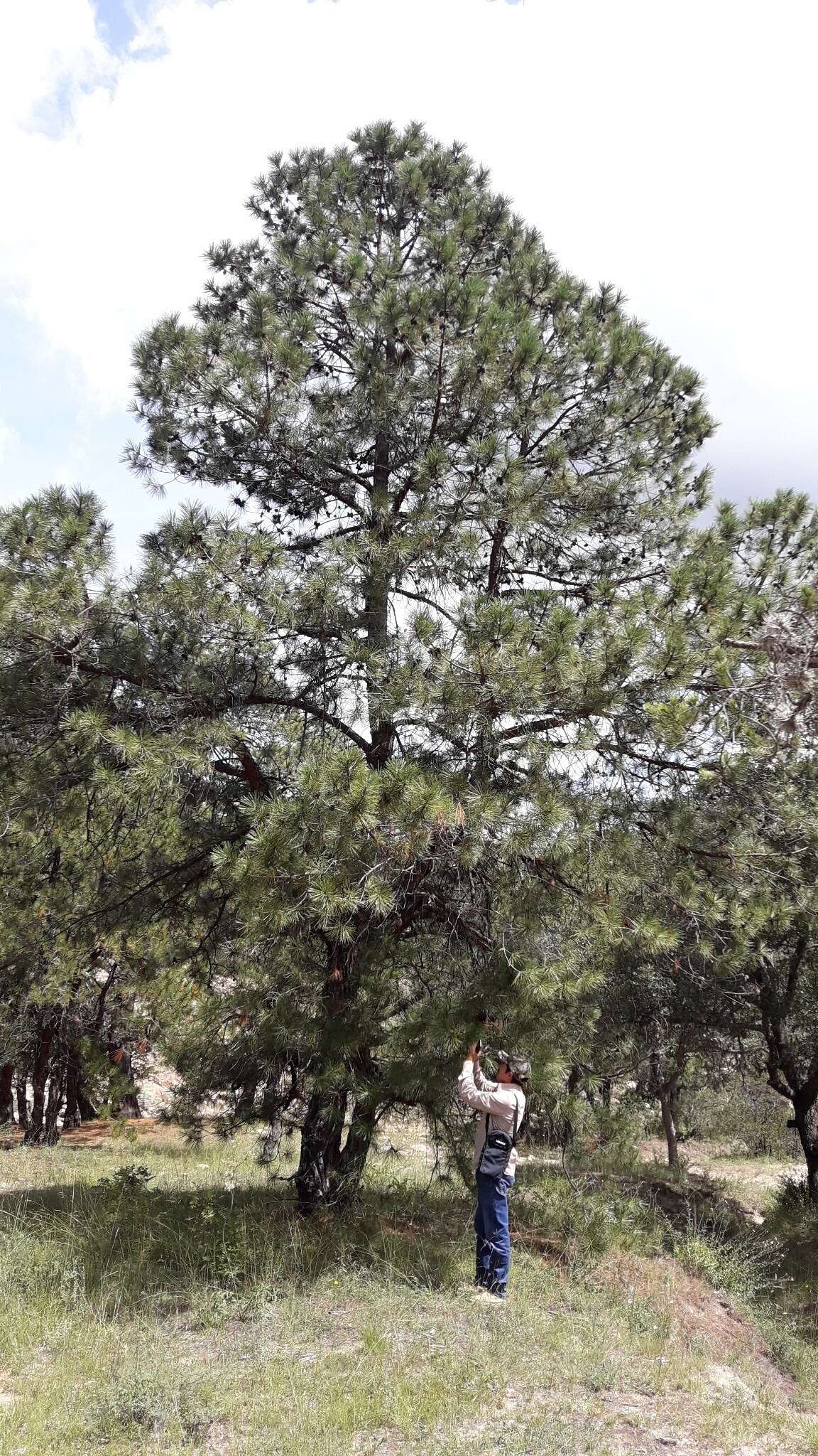 Image of Lawson's Pine