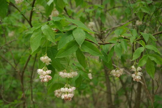 Imagem de Staphylea pinnata L.