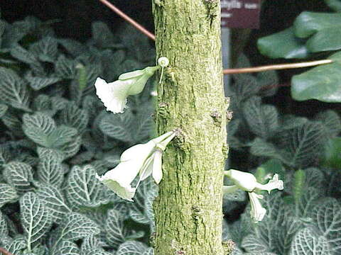 Image of Amphitecna macrophylla Miers ex Baill.