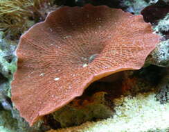 Image of White spoke corallimorph