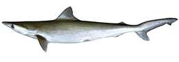 Image of Grey Sharpnose Shark