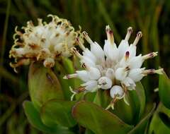 Image of Lopholaena disticha (N. E. Br.) S. Moore