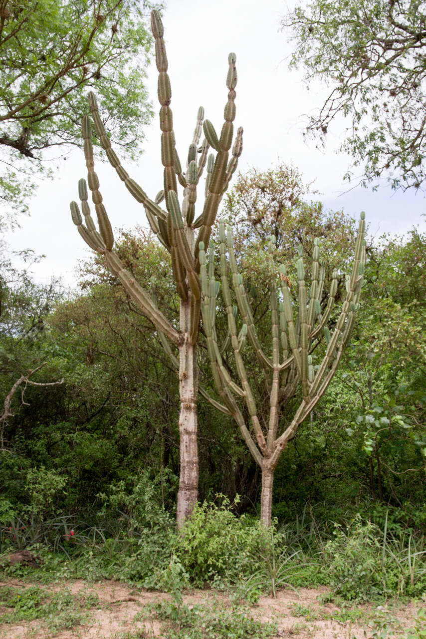 Image de Cereus hankeanus F. A. C. Weber