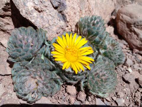 Image de Chaetanthera spathulifolia Cabrera