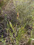 Imagem de Caladenia actensis D. L. Jones & M. A. Clem.