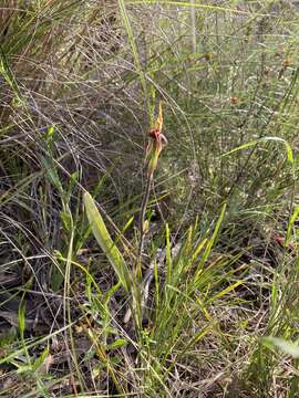 Imagem de Caladenia actensis D. L. Jones & M. A. Clem.