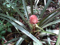 Image of Ananas comosus var. bracteatus (Lindl.) Coppens & F. Leal