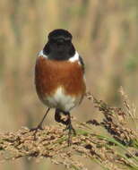 Image of Saxicola torquatus torquatus (Linnaeus 1766)