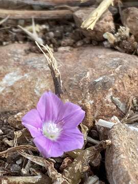 Image of Convolvulus coelesyriacus Boiss.