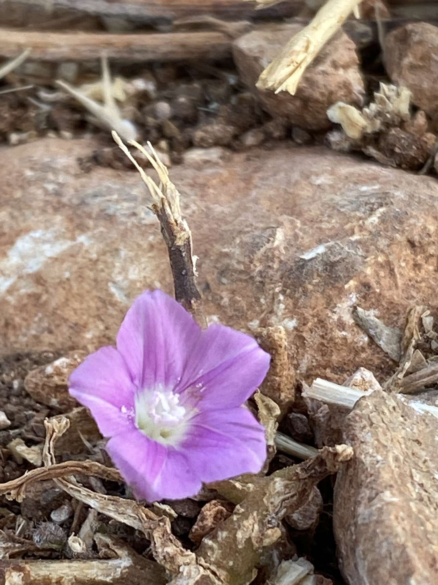 Image de Convolvulus coelesyriacus Boiss.