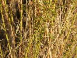 Image of Baccharis ulicina Hook. & Arn.