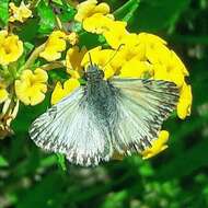 Image of Heliopetes omrina Butler 1870