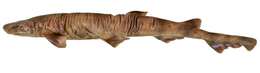 Image of Blotched Catshark