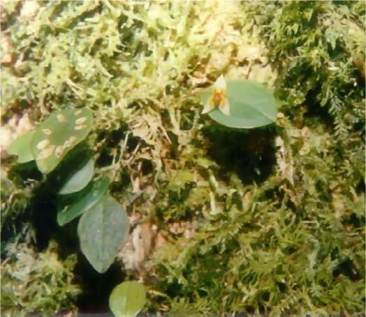 صورة Lepanthes falx-bellica Pupulin & Bogarín