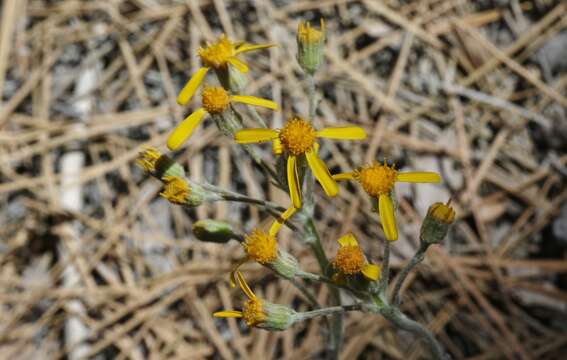 Image of San Bernardino Groundsel