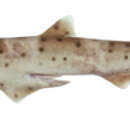 Image of Western Spotted Catshark