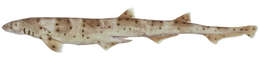Image of Western Spotted Catshark
