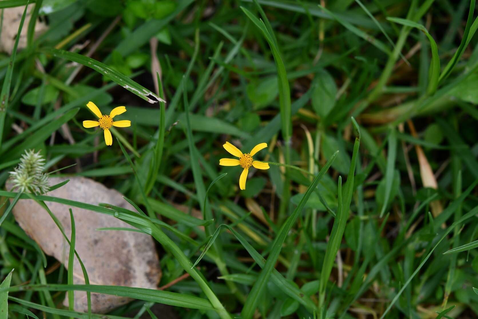 Sivun Acmella oppositifolia (Lam.) R. K. Jansen kuva