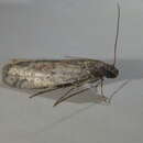 Image of False Cacao Moth