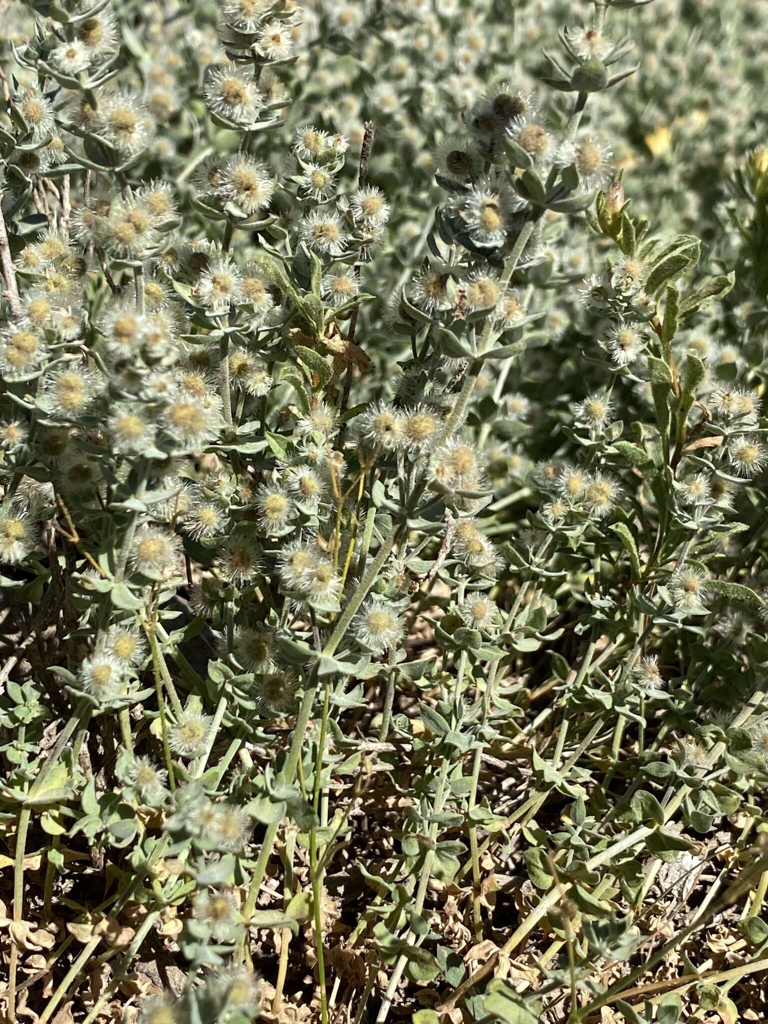 Image of Gray's bedstraw