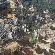 Imagem de Heliophila carnosa (Thunb.) Steud.