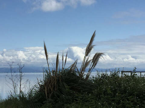 Image of purple pampas grass